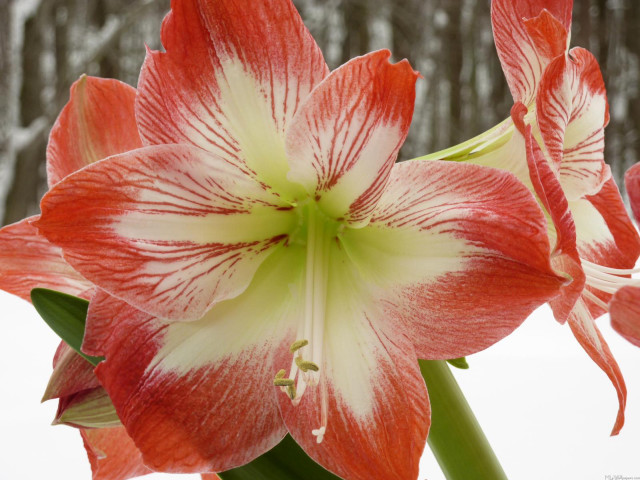 Red white flower green center free wallpaper for desktop - medium preview image