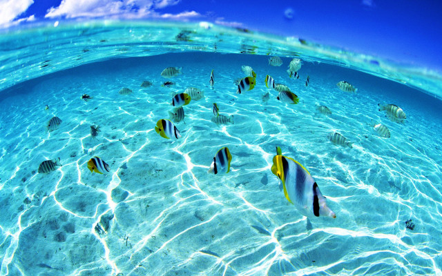 Fish swimming blue ocean sky free wallpaper for desktop - medium preview image