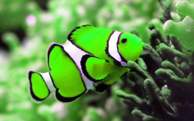 Green white clown fish coral #2 free wallpaper for desktop - medium preview image