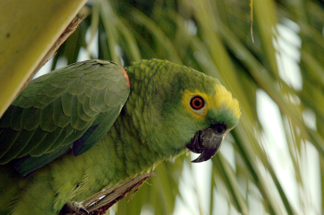 Green parrot palm tree yellow free wallpaper for desktop - medium preview image