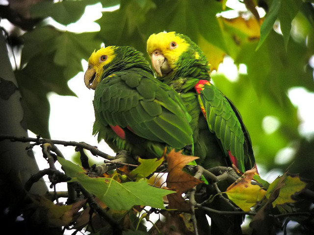Two green parrots sitting on free wallpaper for desktop - medium preview image