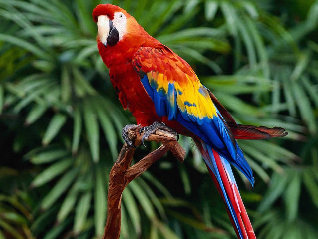 Colorful parrot perched branch forest free wallpaper for desktop - medium preview image