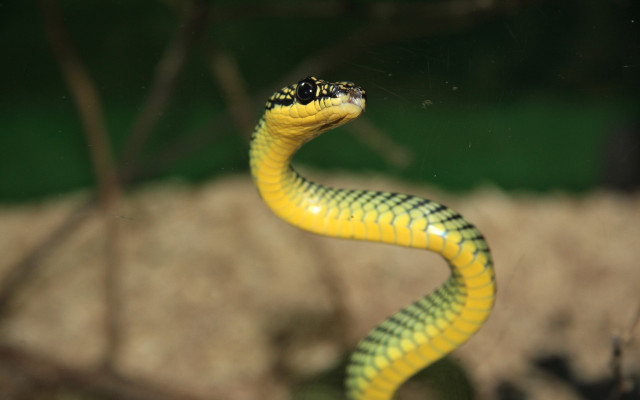 Yellow snake black head bokeh free wallpaper for desktop - medium preview image