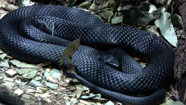 Black snake curled forest leaves free wallpaper for desktop - medium preview image