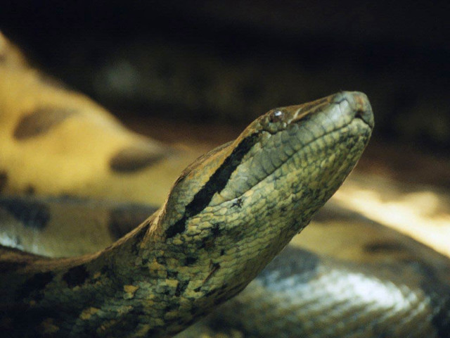 Close up snake table blurry free wallpaper for desktop - medium preview image