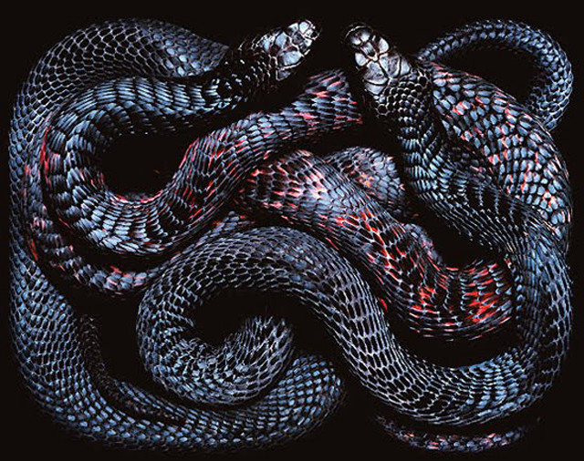 Snake curled spiral black background free wallpaper for desktop - medium preview image