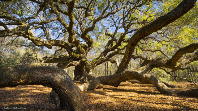 Autumn fallen tree blossoms forest free wallpaper for desktop - medium preview image