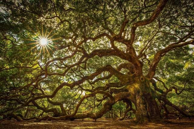 Large tree sunlight forest branches free wallpaper for desktop - medium preview image