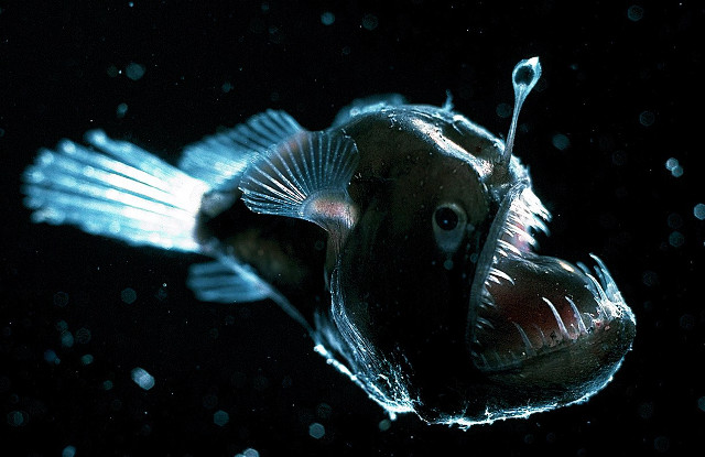 Fish long tail nose swimming free wallpaper for desktop - medium preview image