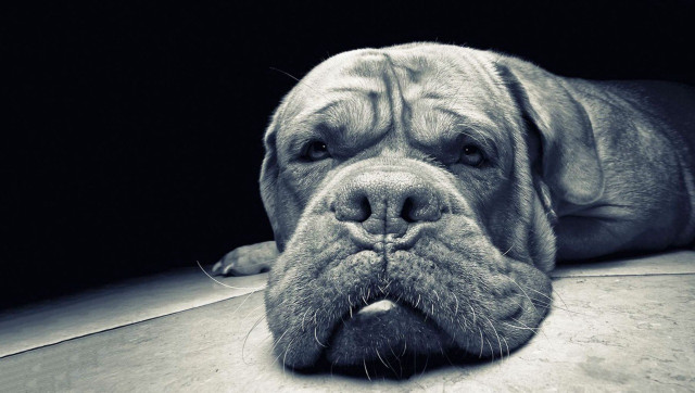 Dog laying floor tongue out free wallpaper for desktop - medium preview image