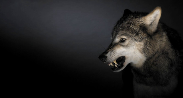 Wolf mouth open teeth dark free wallpaper for desktop - medium preview image