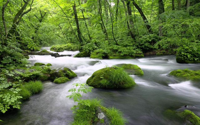 Lush forest river mossy rocks free wallpaper for desktop - medium preview image