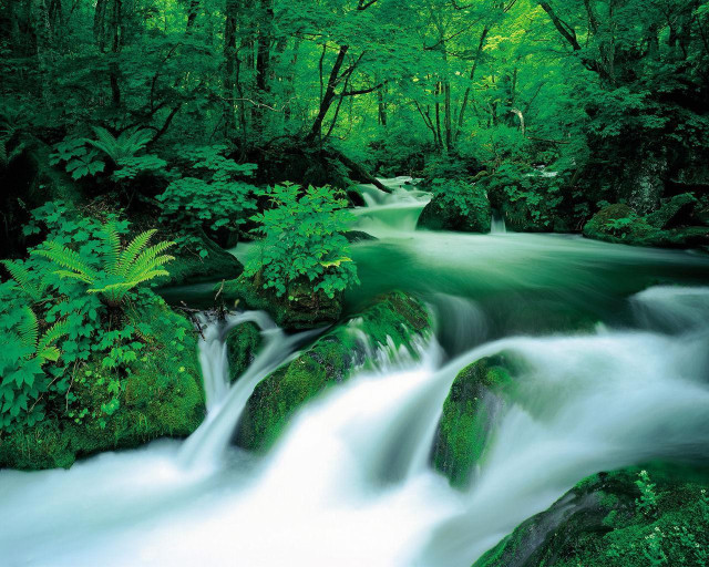 Lush green forest stream nature free wallpaper for desktop - medium preview image