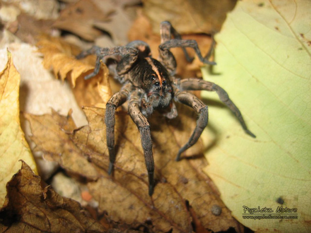 Spider closeup leaf forest blurry free wallpaper for desktop - medium preview image