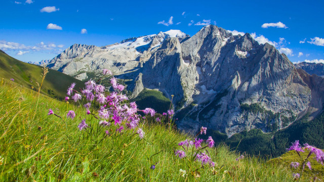Mountain range purple flowers blue free wallpaper for desktop - medium preview image