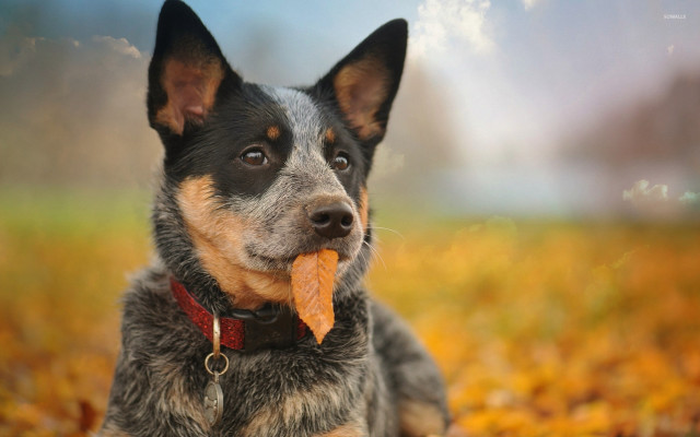 Dog leaf mouth field blurry free wallpaper for desktop - medium preview image
