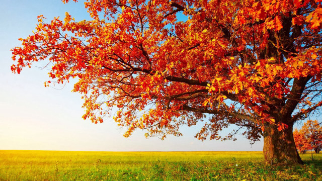Red leaves tree grassy field free wallpaper for desktop - medium preview image