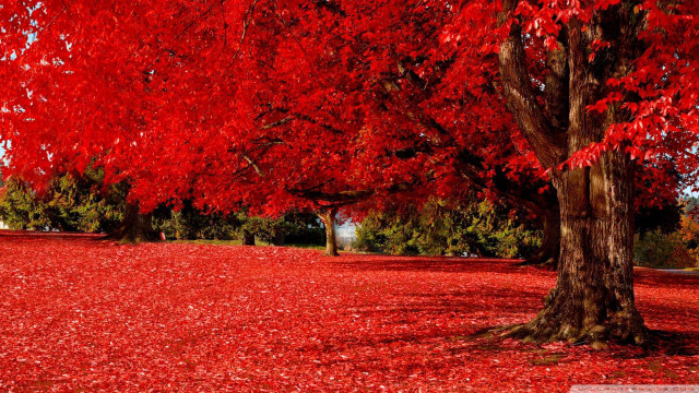Red tree leaves ground white free wallpaper for desktop - medium preview image