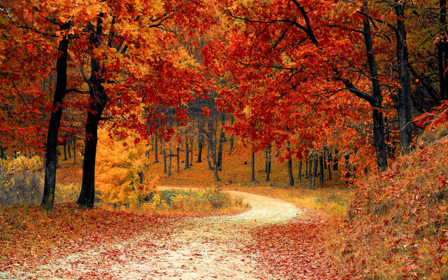Road woods orange leaves trees free wallpaper for desktop - medium preview image
