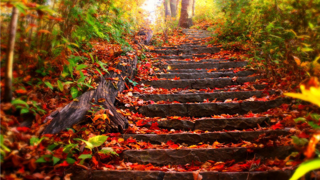 Steps woods leaves ground trees #2 free wallpaper for desktop - medium preview image