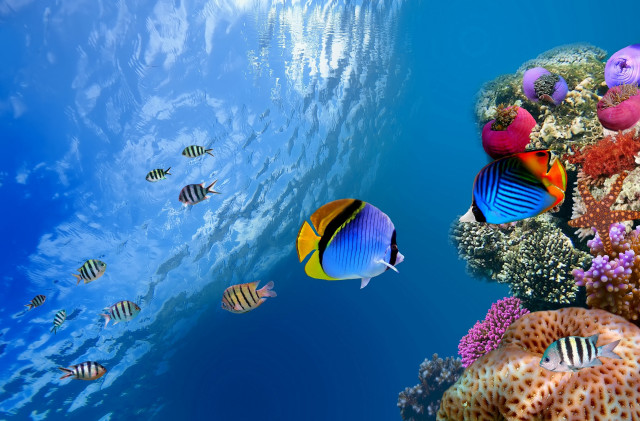 Fish swimming blue ocean coral #4 free wallpaper for desktop - medium preview image