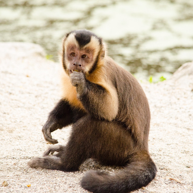Monkey sitting rock hand face free wallpaper for tablet - medium preview image