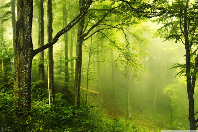 Green forest path trees background free wallpaper for desktop - medium preview image