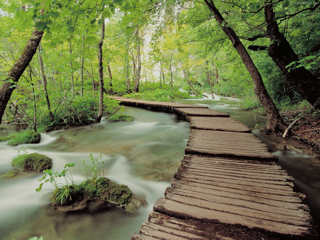 Wooden walkway crosses stream forest free wallpaper for desktop - medium preview image
