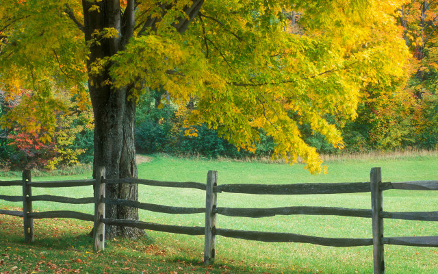 Fence tree yellow leaves bench free wallpaper for desktop - medium preview image