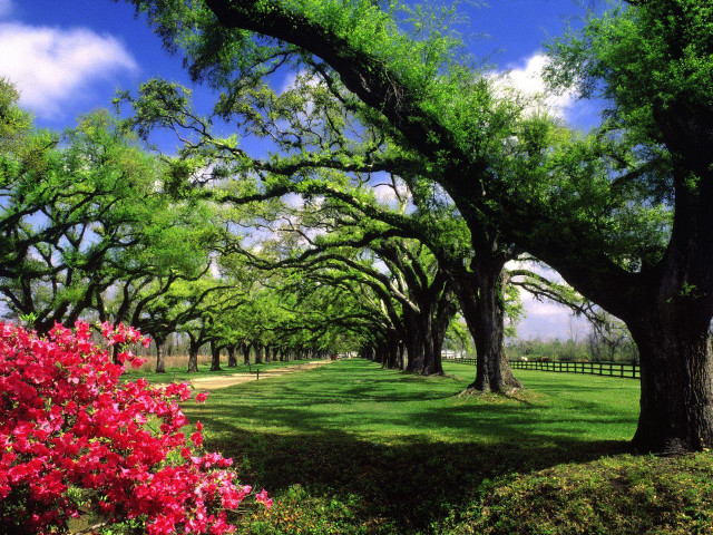 Field trees flowers fence background free wallpaper for desktop - medium preview image
