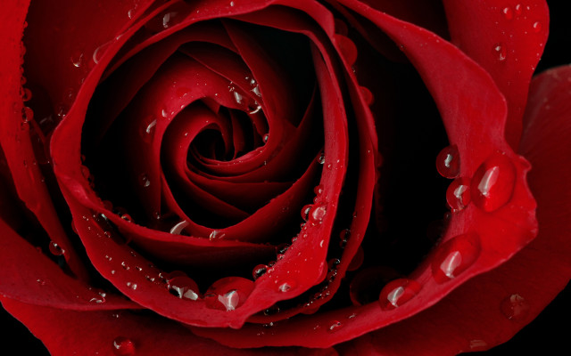 Red rose water droplets black #5 free wallpaper for desktop - medium preview image