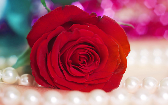 Red rose table pearls beaded free wallpaper for desktop - medium preview image