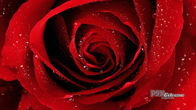 Red rose macro water droplets free wallpaper for desktop - medium preview image