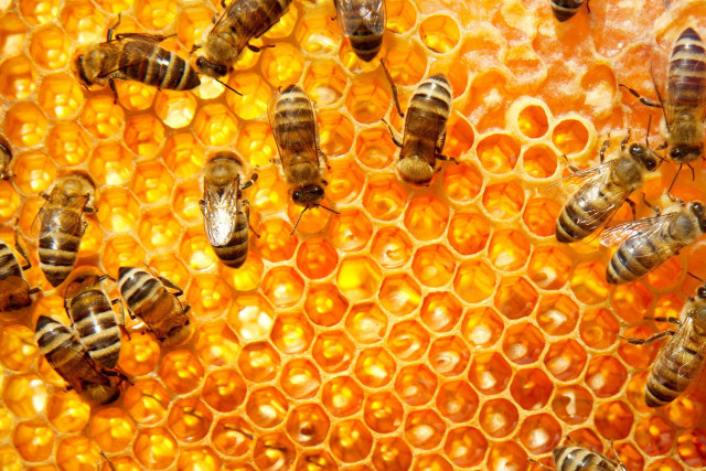 Bees honeycomb honey cells background free wallpaper for desktop - medium preview image