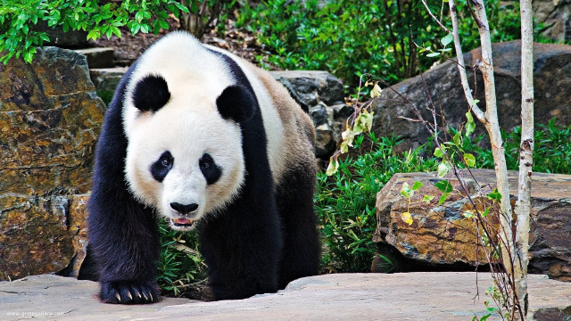 Panda bear zoo exhibit rocks free wallpaper for desktop - medium preview image