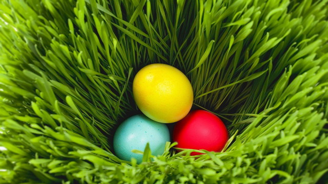 Colorful eggs green grass sunny free wallpaper for desktop - medium preview image
