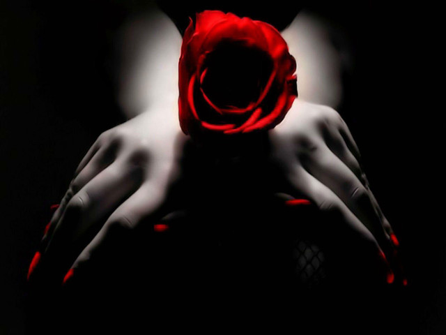 Red rose black background hands free wallpaper for desktop - medium preview image