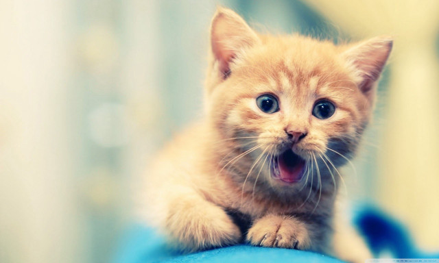 Surprised kitten paws blue surface free wallpaper for desktop - medium preview image