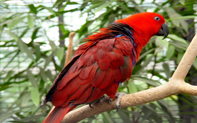 Red parrot branch leaves forest free wallpaper for desktop - medium preview image