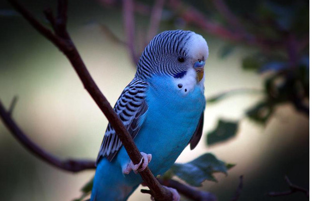 Blue parakeet perched branch leaves free wallpaper for desktop - medium preview image