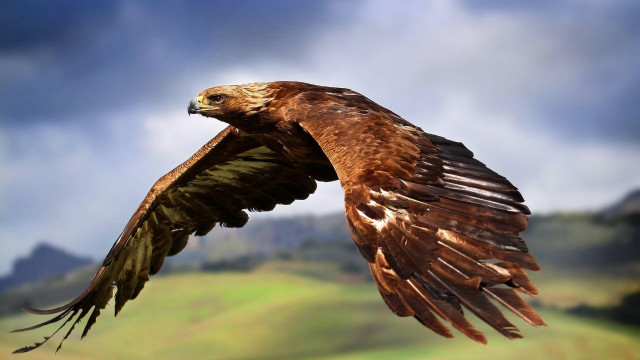 Bird of prey flying wings #3 free wallpaper for desktop - medium preview image