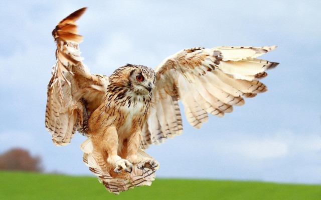 Bird of prey spread wings free wallpaper for desktop - medium preview image