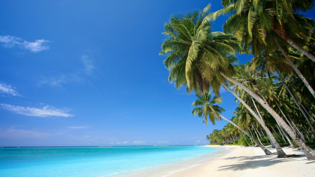 Beach palm trees clear water #8 free wallpaper for desktop - medium preview image