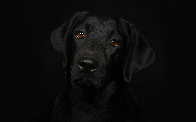 Black dog portrait elk vogelsang free wallpaper for desktop - medium preview image