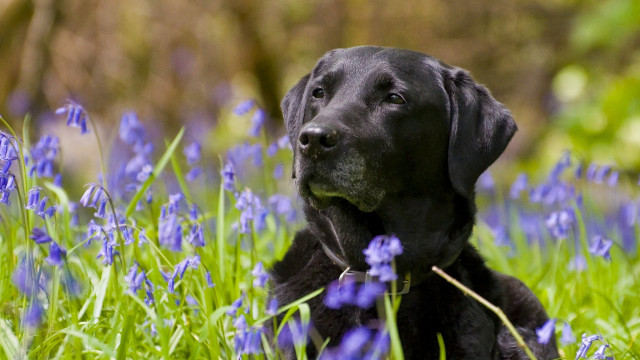 Black dog laying blue flowers free wallpaper for desktop - medium preview image