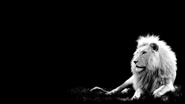 White lion black and white free wallpaper for desktop - medium preview image