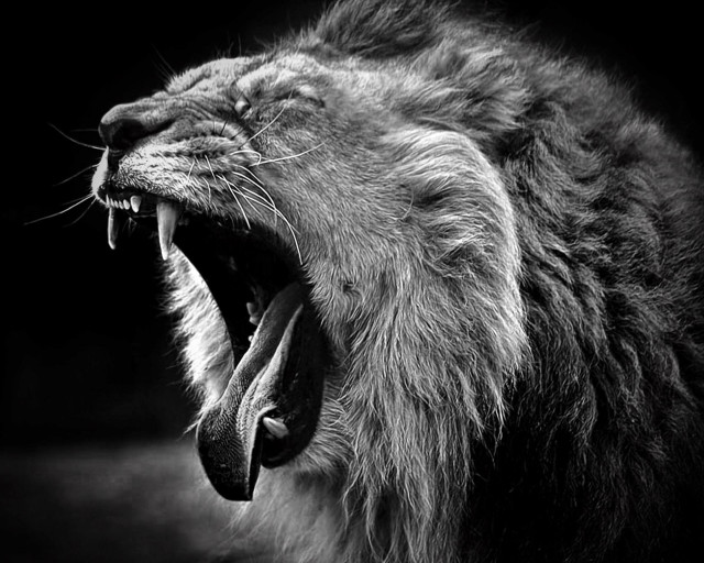 Lion roaring teeth dark mouth free wallpaper for desktop - medium preview image