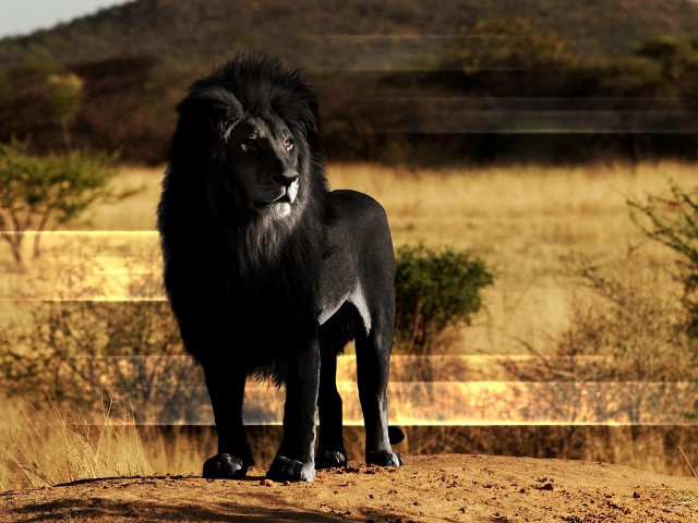Black lion dirt road fence free wallpaper for desktop - medium preview image
