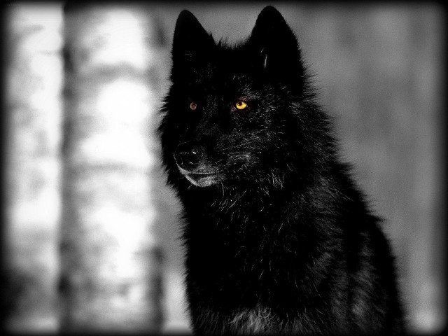 Black wolf yellow eyes blurry free wallpaper for desktop - medium preview image