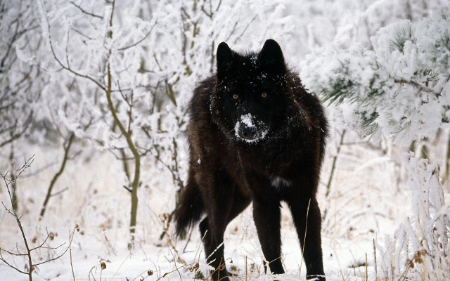 Black wolf snowy forest trees #2 free wallpaper for desktop - medium preview image